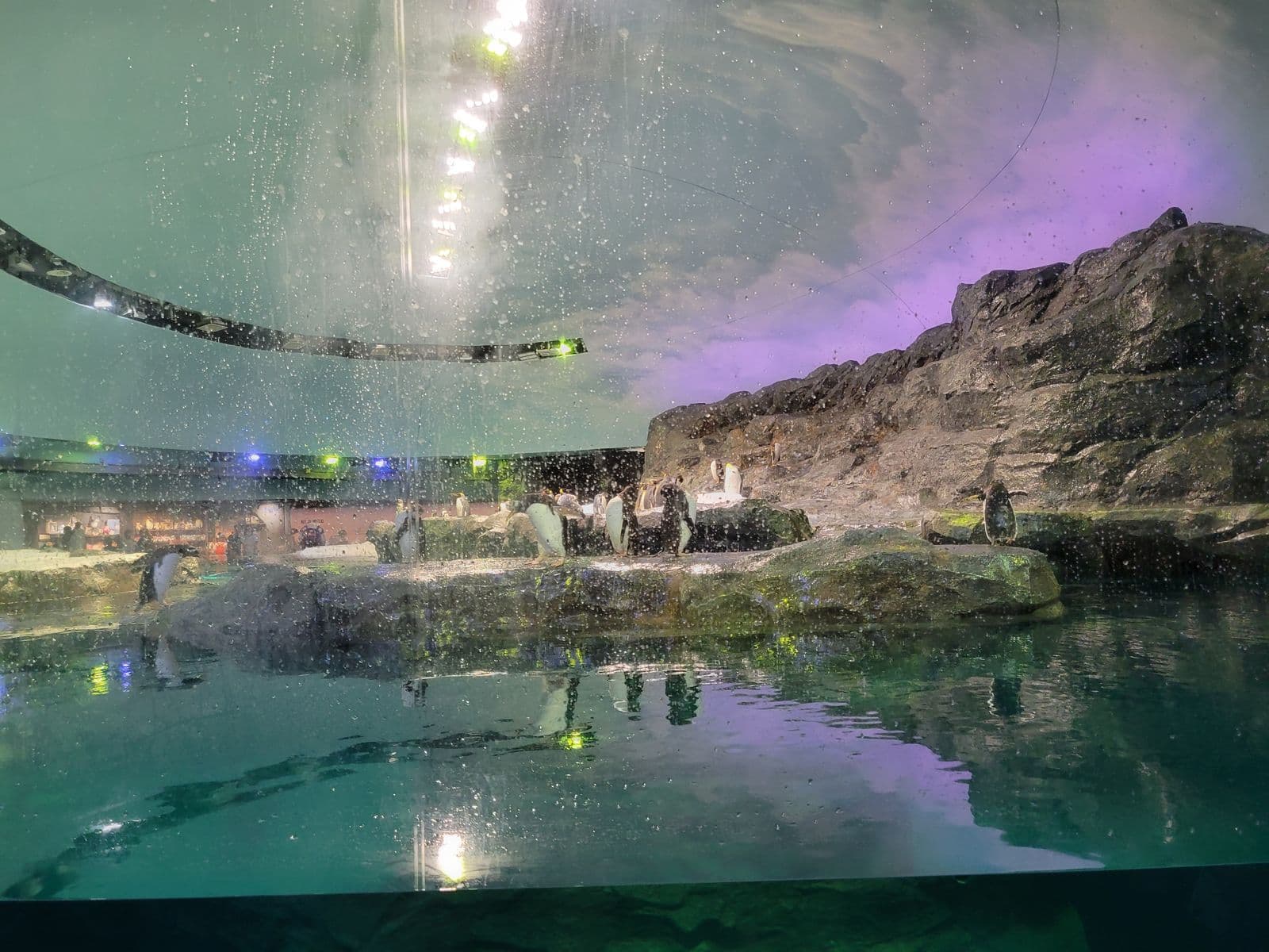 Singapore Mandai Zoo - Photo 13